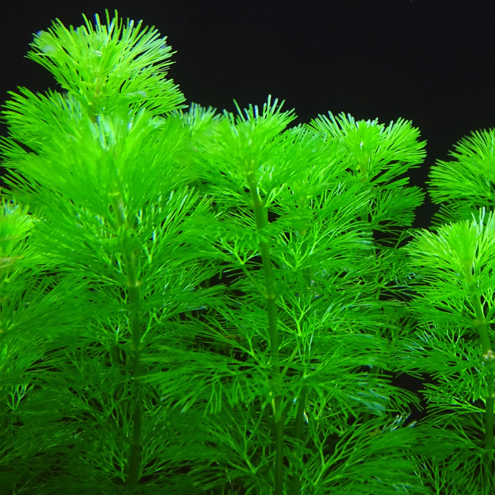 Кабомба - аквариумное растение, содержание, фото
