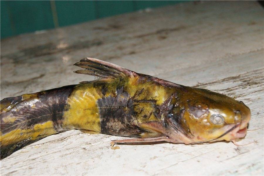 Косатка-скрипун фото и описание – каталог рыб, смотреть онлайн