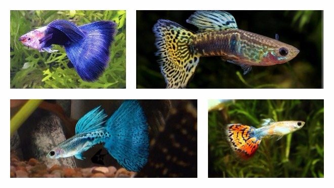 Гуппи: описание, фото, уход и размножение аквариумных рыбок