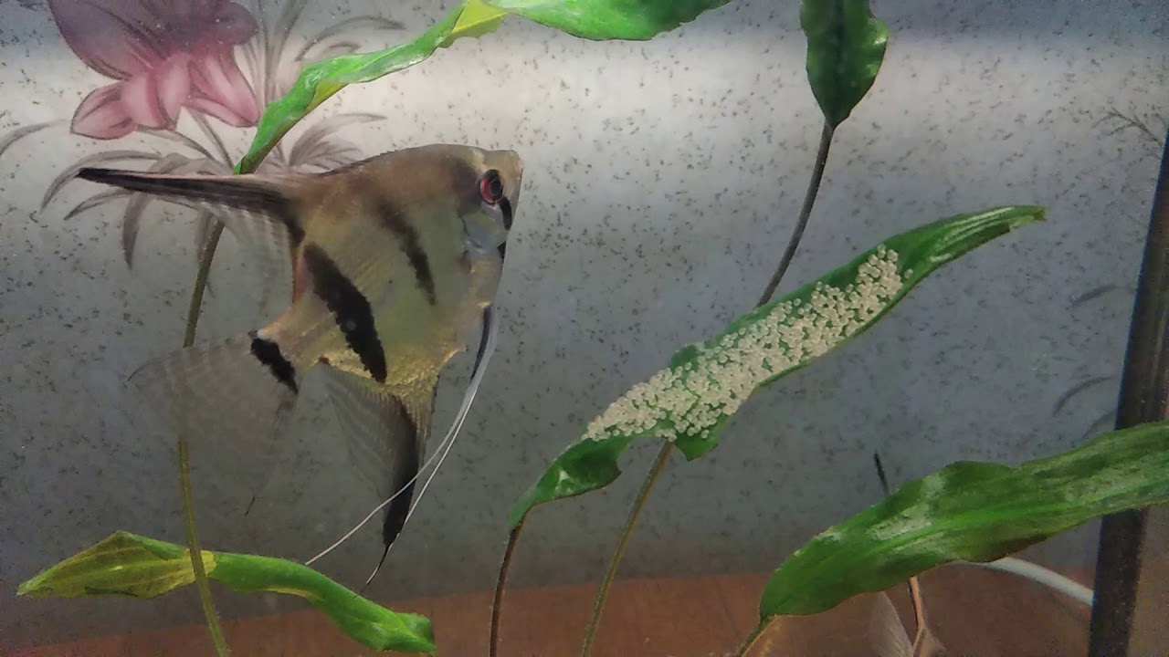 Как размножаются рыбки в аквариуме в домашних условиях фото