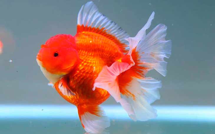 Оранда / на латыни: oranda goldfish