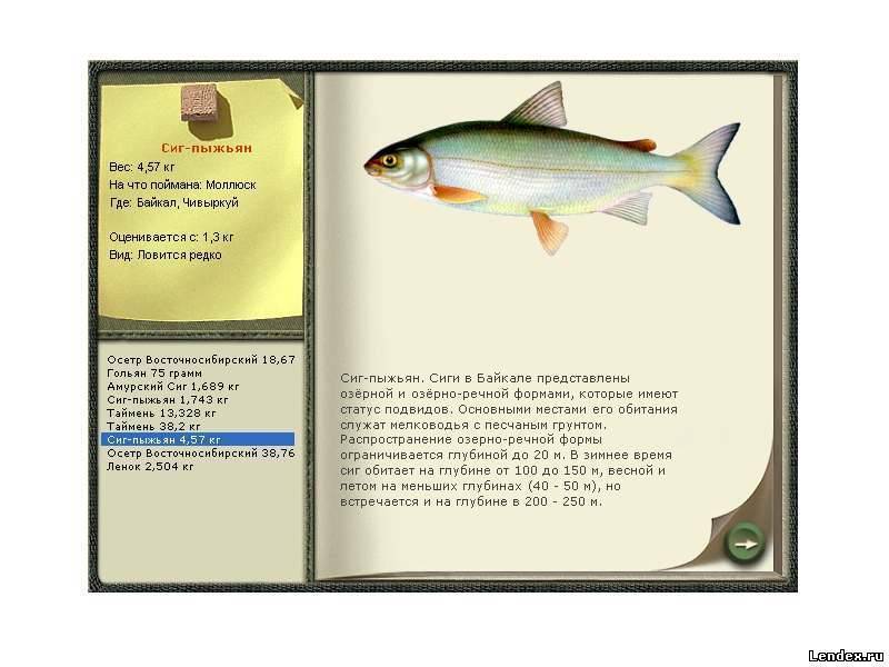Рыба «рипус» фото и описание