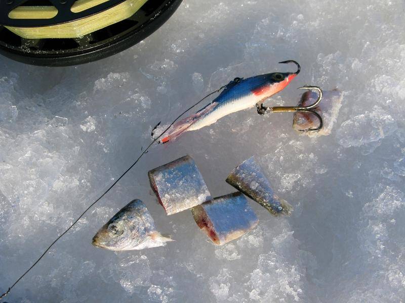 Зимняя рыбалка на судака: ловля на тюльку