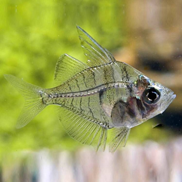 Стеклянный окунь аквариумная рыбка: содержание, совместимость