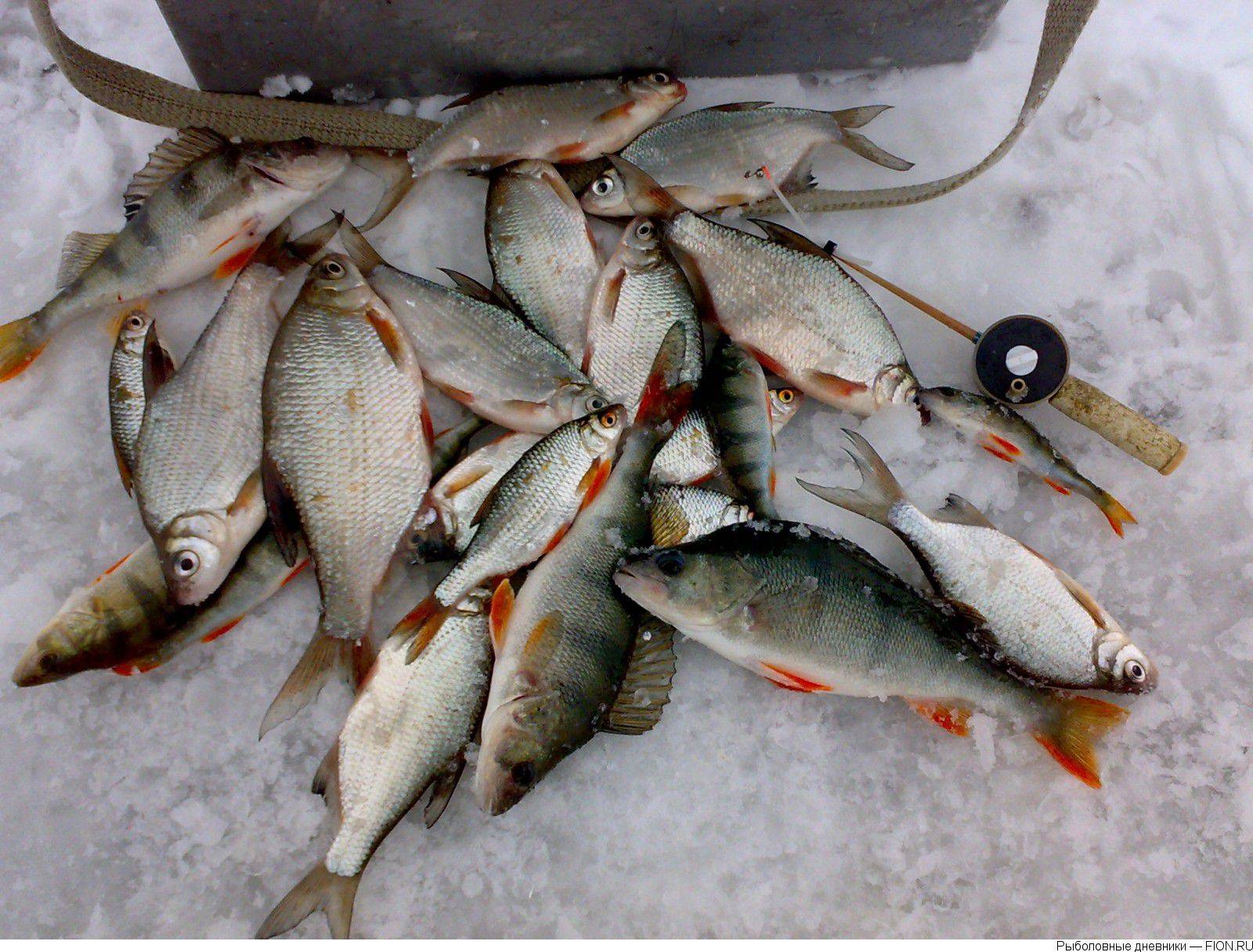 Написать отчеты о рыбалке – опубликовать вести с водоёмов: фото и видео