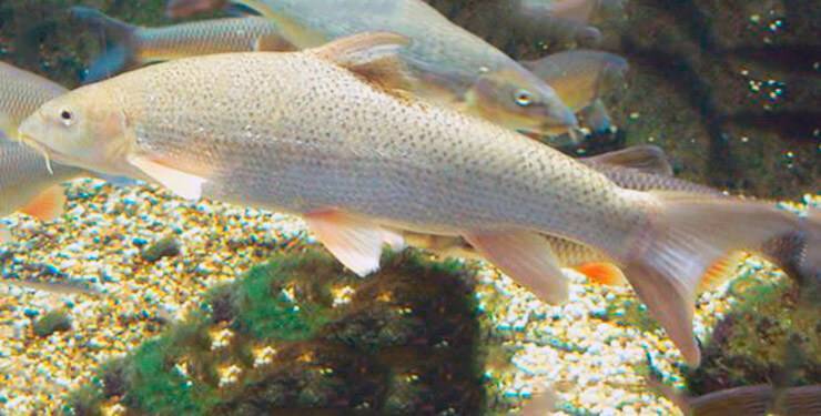 Что такое рыба усач: поведение в природе и кулинарная ценность