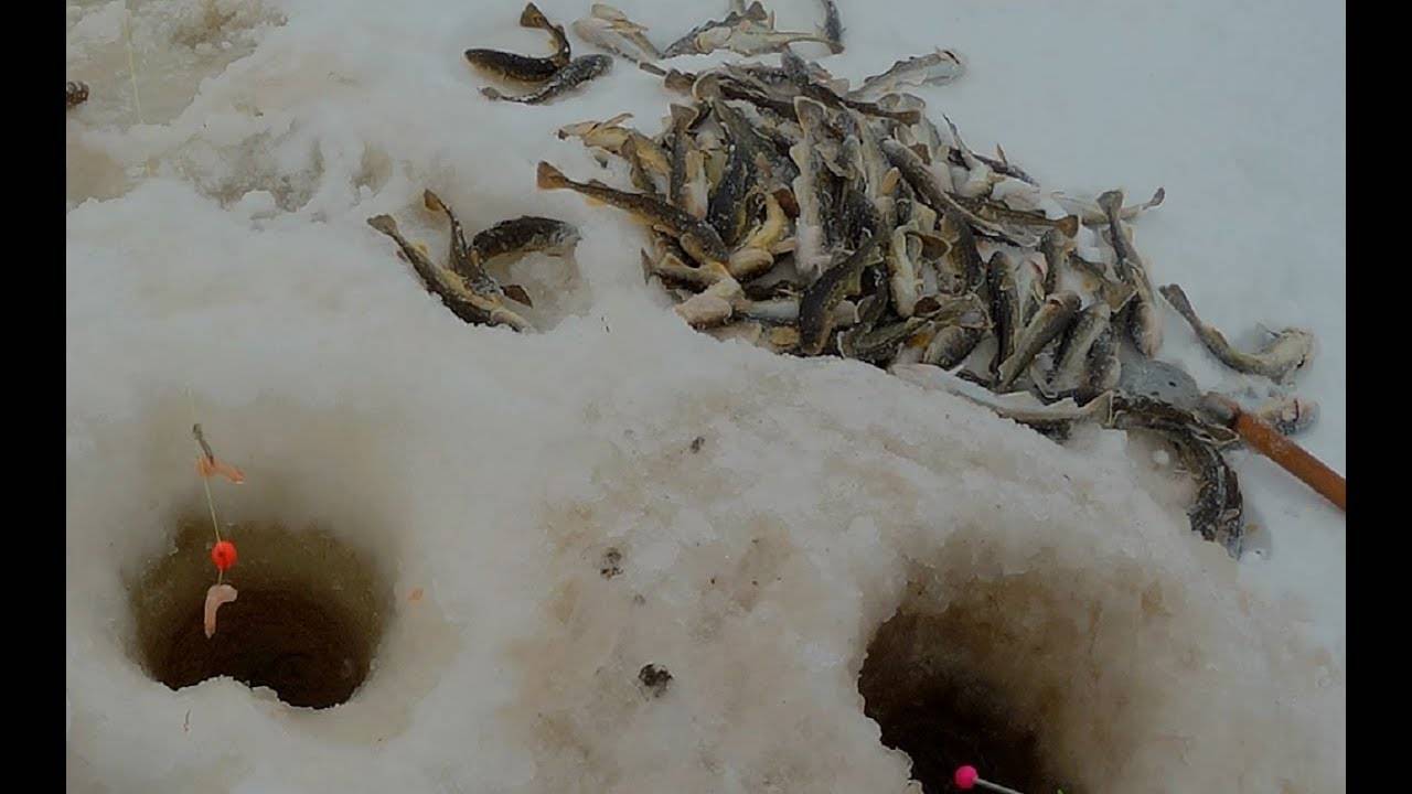 Навага ловля. Зимняя рыбалка на белом море Северодвинск. Ловля наваги зимой на белом море. Снасти на навагу зимой в белом море. Навага зимняя рыбалка.