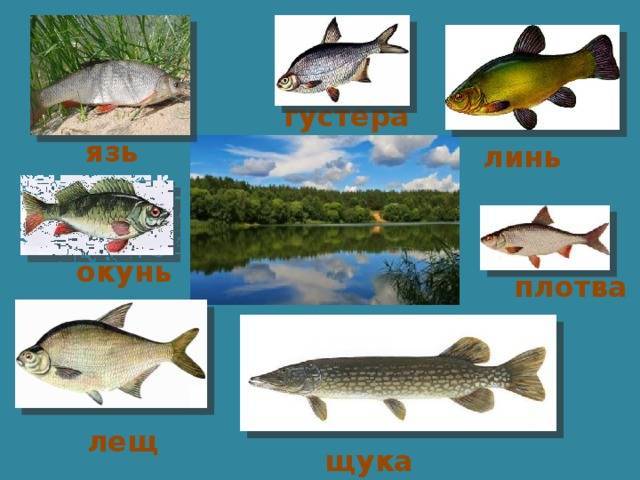 Как найти рыбу на незнакомой реке? топ 5 мест стоянки рыбы на реке
