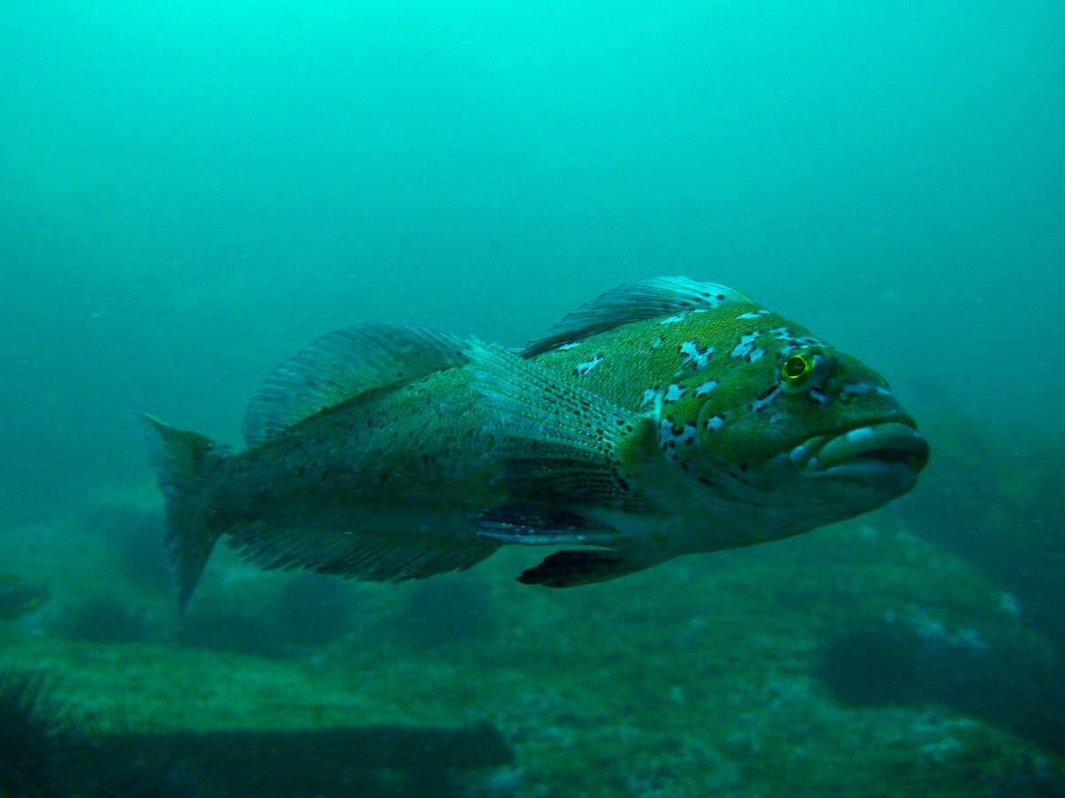 Терпуг речная или морская рыба. описание обитателя северных морей — что за рыба терпуг