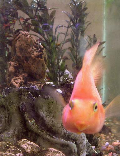 12 видов рыбок-попугаев, которые украсят ваш аквариум
