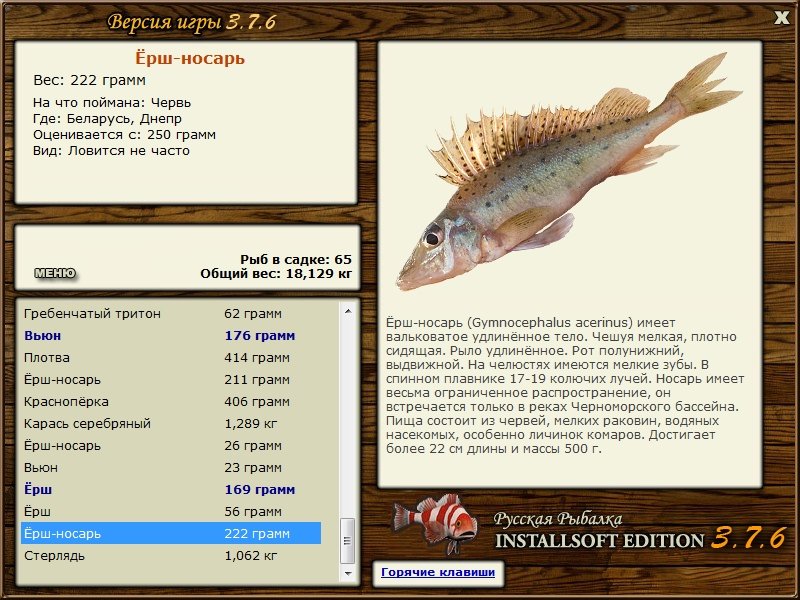 Рыба ёрш: описание, ареал обитания и как выглядит, особенности ловли, фото