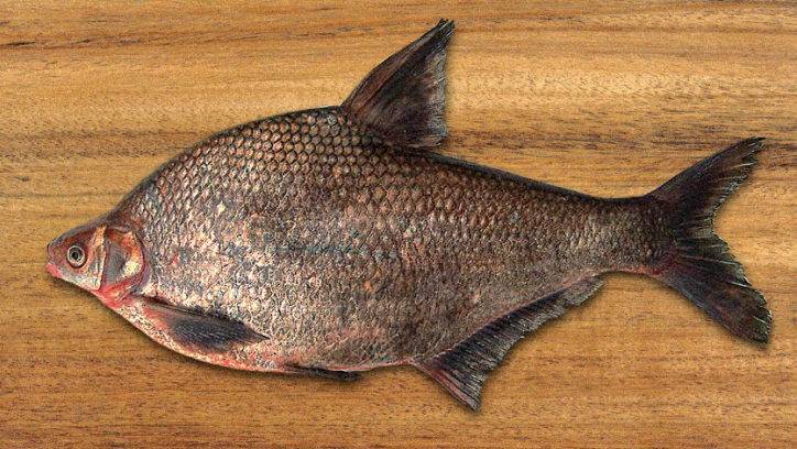 Угорь фото и описание – каталог рыб, смотреть онлайн