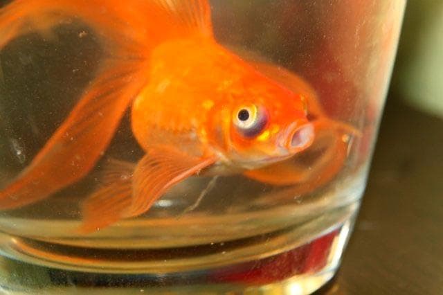 Почему золотая рыбка плавает брюхом кверху и как помочь ей