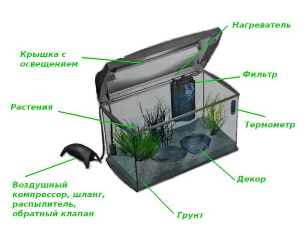 Запуск аквариума с нуля. пошаговая инструкция