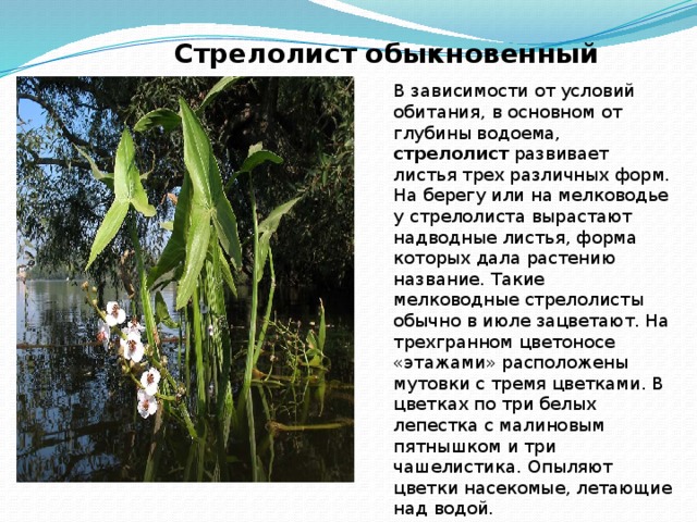 Стрелолист - водные растения семейства частуховые. экопарк  z