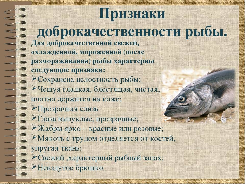 Макрурус: польза и вред, что это за рыба, как приготовить
