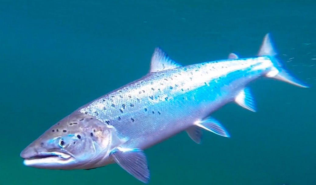 Лососевые виды рыб: описание и хозяйственное значение